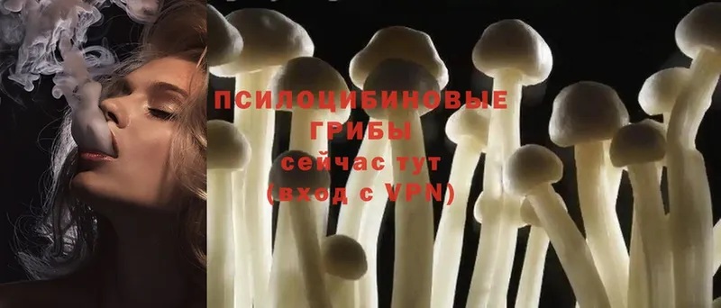 Псилоцибиновые грибы Psilocybe  Переславль-Залесский 